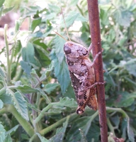 Large grasshopper